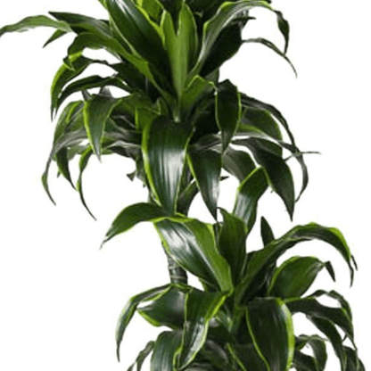 Dracaena Dorado | XL 2 - LushLeaf | Online planten bestellen