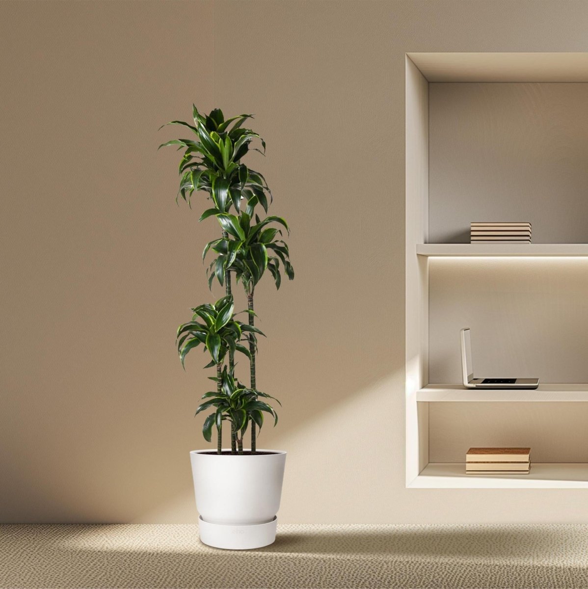 Dracaena Dorado | XL 3 - LushLeaf | Online planten bestellen