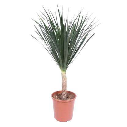 Dracaena Draco 1 - LushLeaf | Online planten bestellen