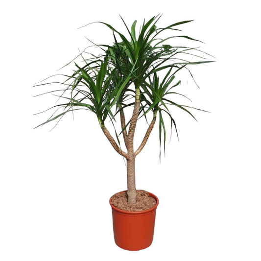 Dracaena Draco vertakt 1 - LushLeaf | Online planten bestellen
