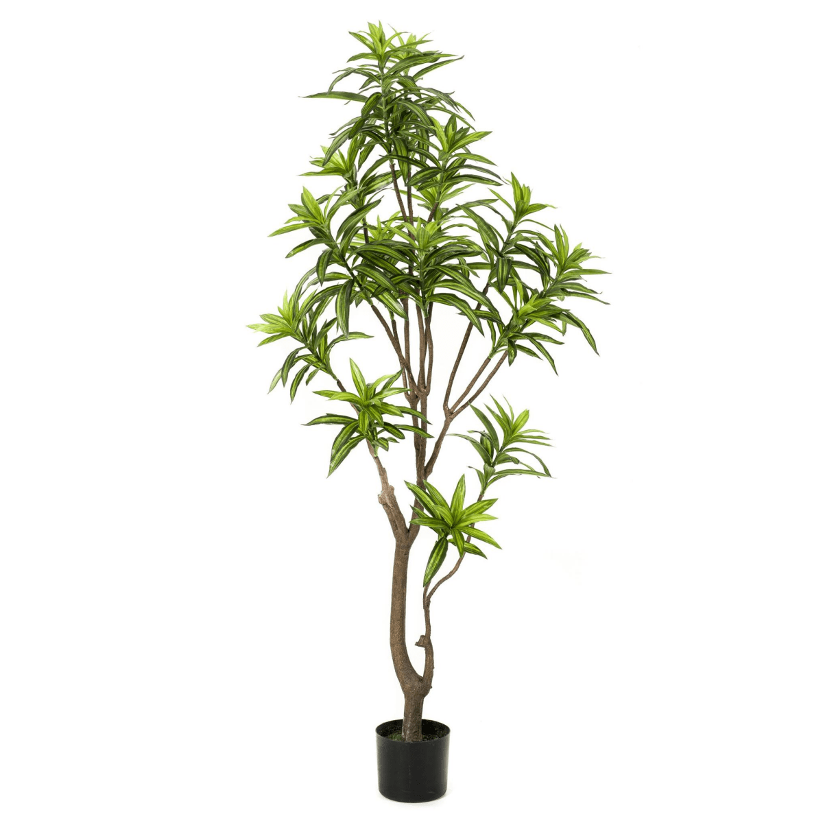 Dracaena - Drakenbloedboom | Kunstplant 5 - LushLeaf | Online planten bestellen