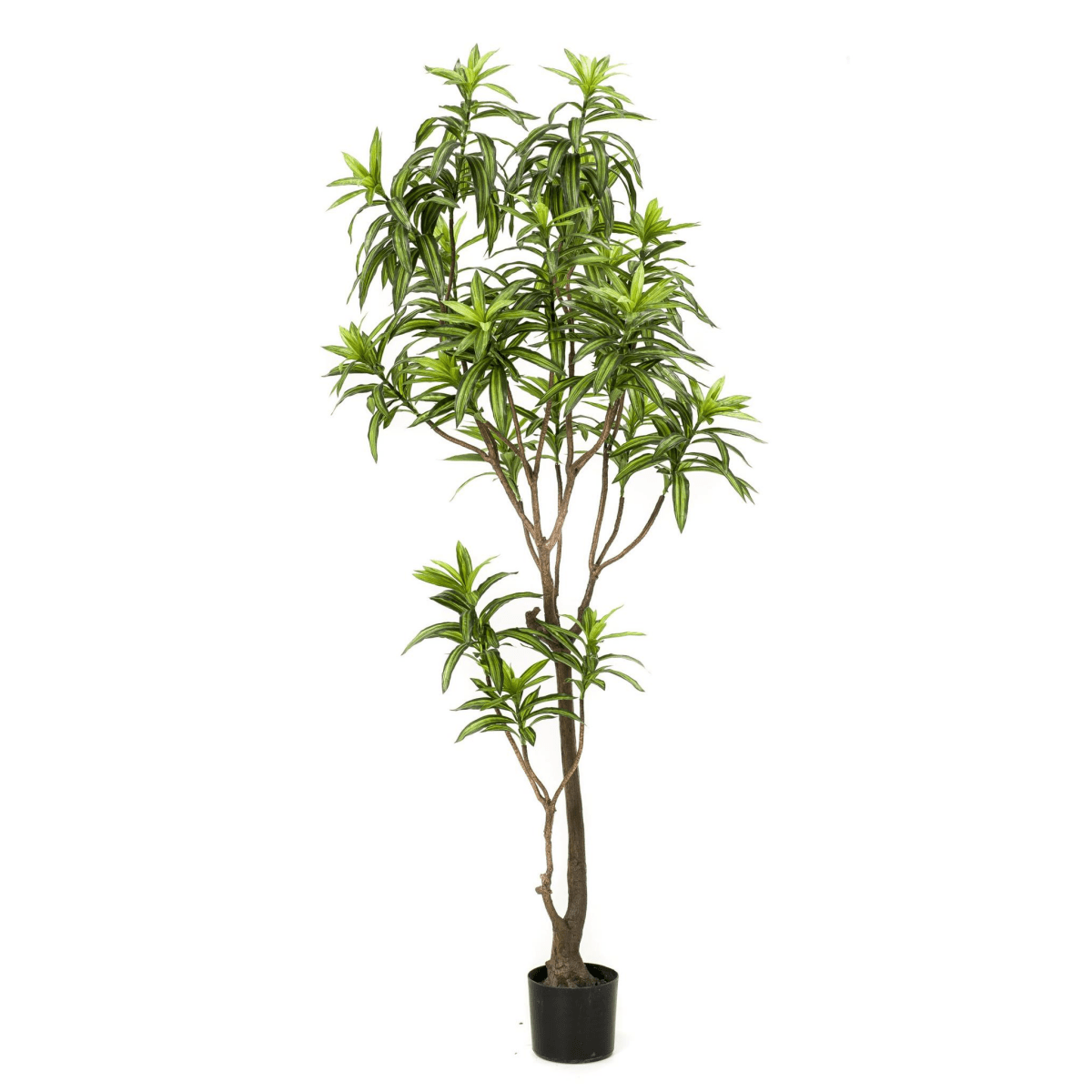 Dracaena - Drakenbloedboom | Kunstplant 6 - LushLeaf | Online planten bestellen