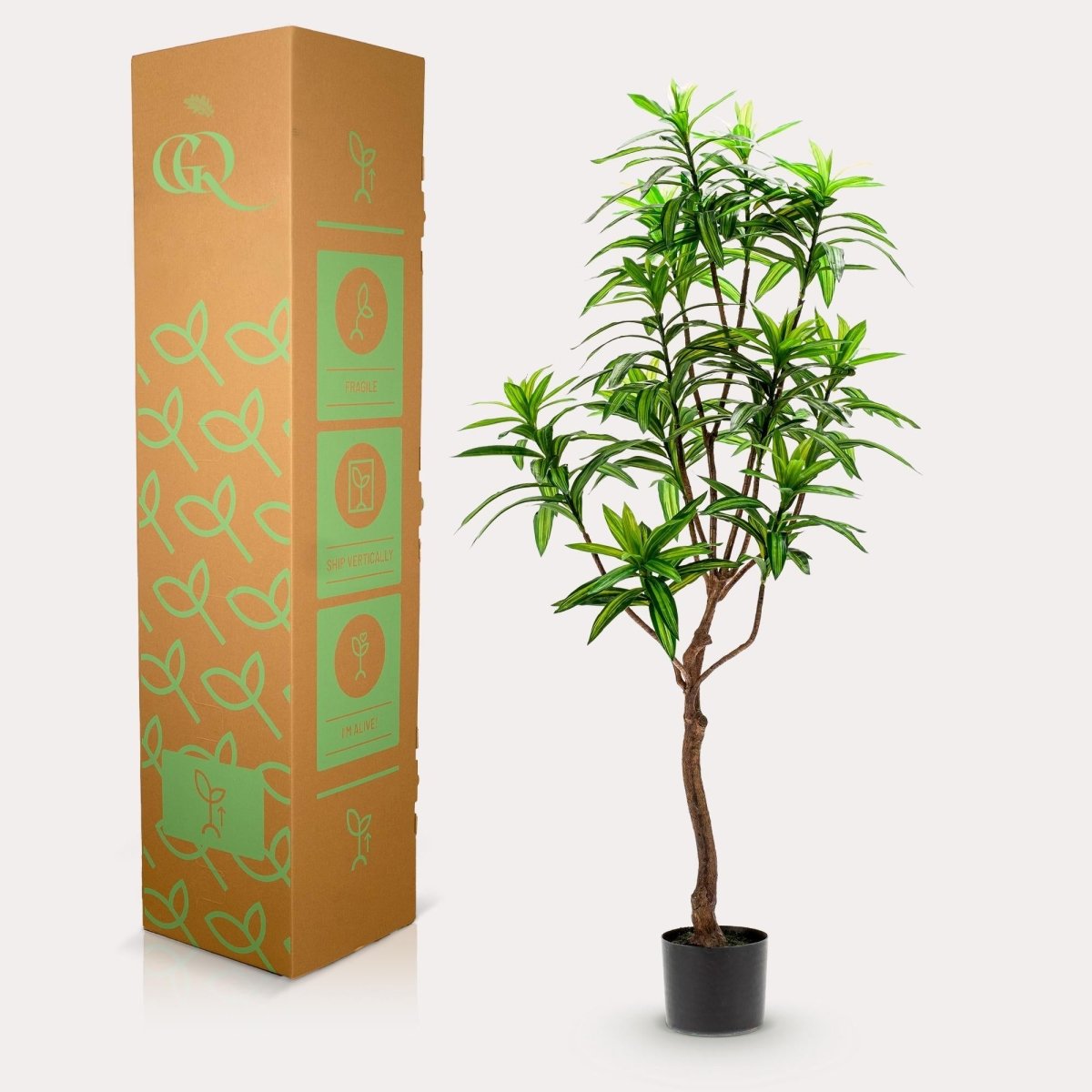 Dracaena - Drakenbloedboom | Kunstplant 4 - LushLeaf | Online planten bestellen
