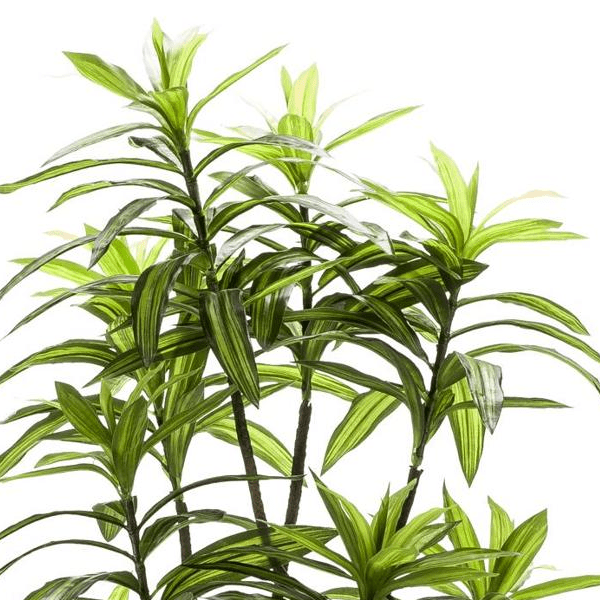 Dracaena - Drakenbloedboom | Kunstplant 2 - LushLeaf | Online planten bestellen