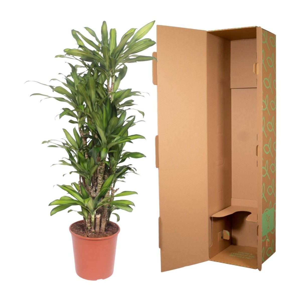 Dracaena Eve 5 - LushLeaf | Online planten bestellen