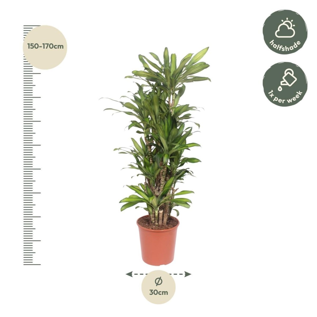 Dracaena Eve 4 - LushLeaf | Online planten bestellen