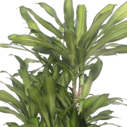 Dracaena Eve 2 - LushLeaf | Online planten bestellen