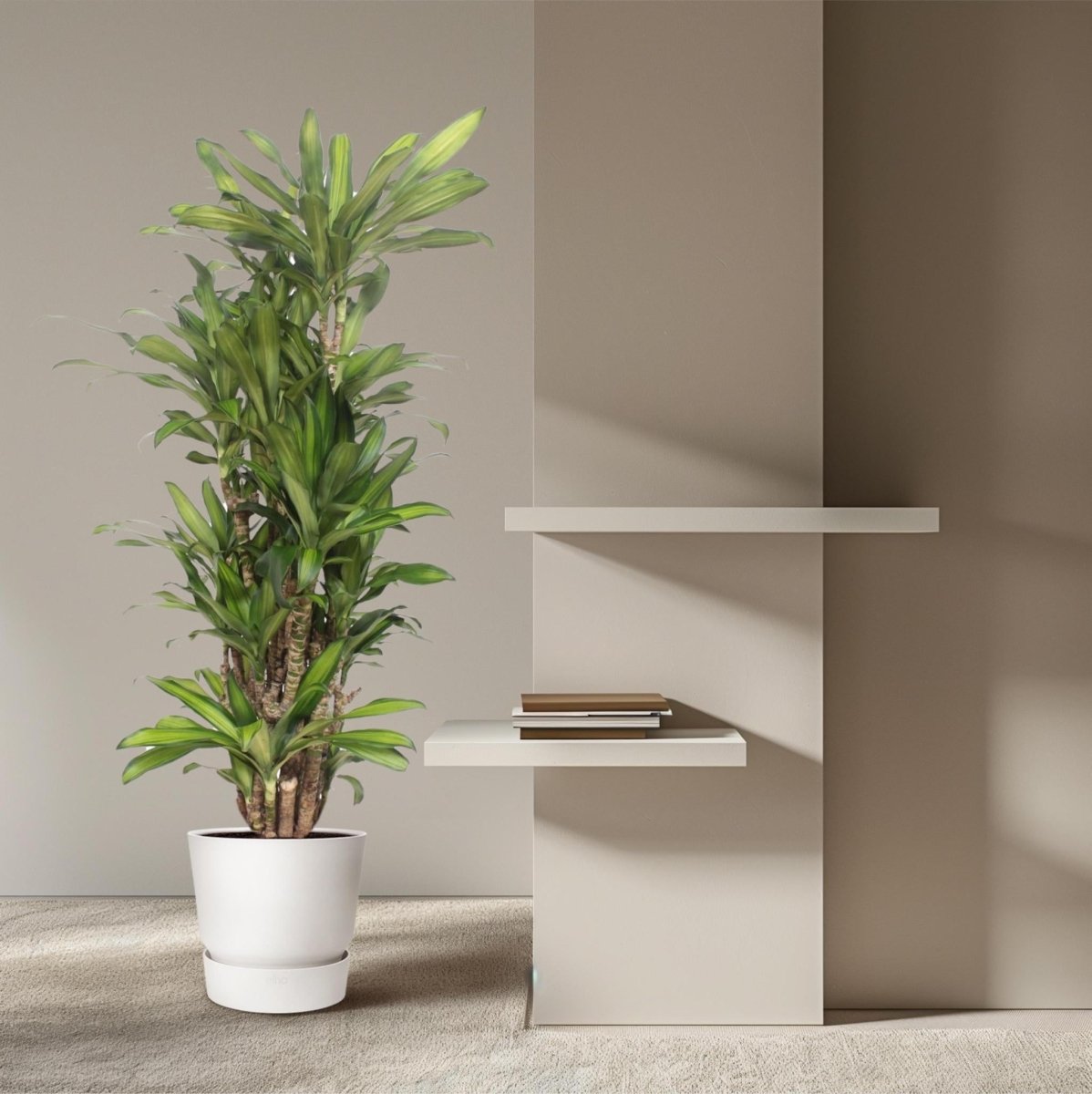 Dracaena Eve 3 - LushLeaf | Online planten bestellen