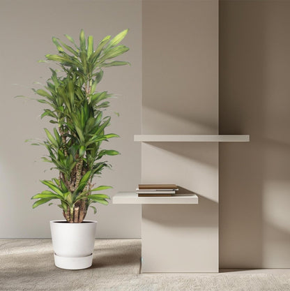 Dracaena Eve 3 - LushLeaf | Online planten bestellen