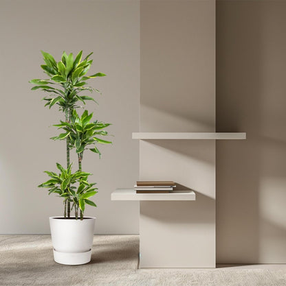 Dracaena Golden Coast 3 - LushLeaf | Online planten bestellen