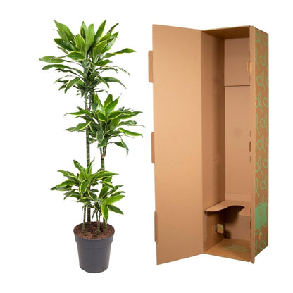 Dracaena Golden Coast 5 - LushLeaf | Online planten bestellen