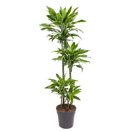 Dracaena Golden Coast 1 - LushLeaf | Online planten bestellen