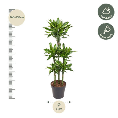Dracaena Golden Coast Carrousel 4 - LushLeaf | Online planten bestellen