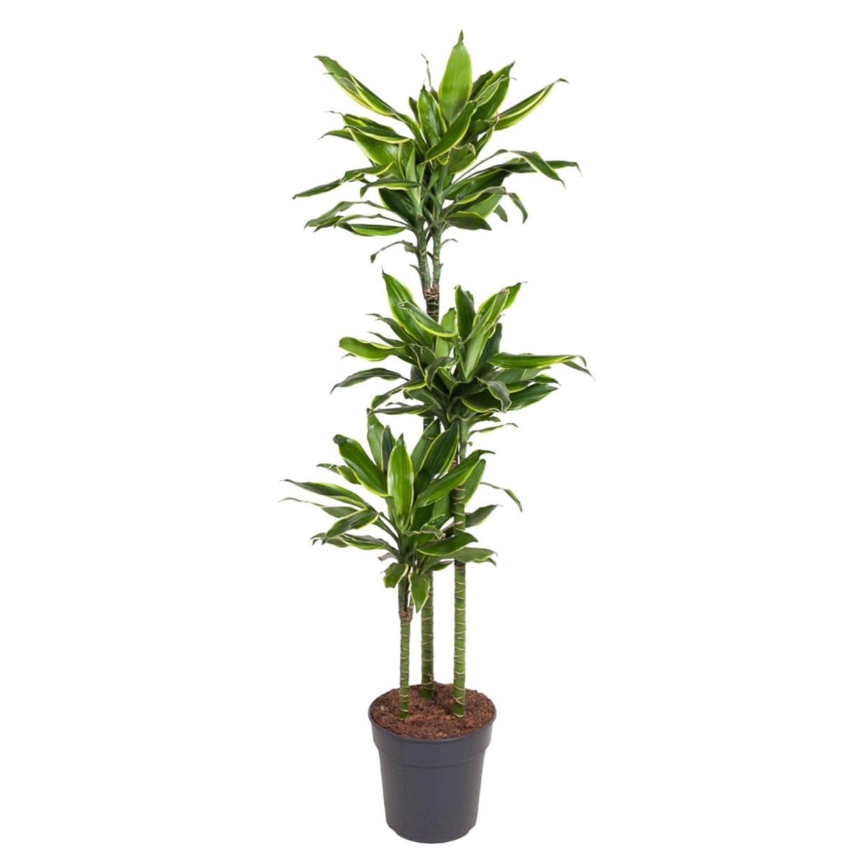 Dracaena Golden Coast | XL 1 - LushLeaf | Online planten bestellen
