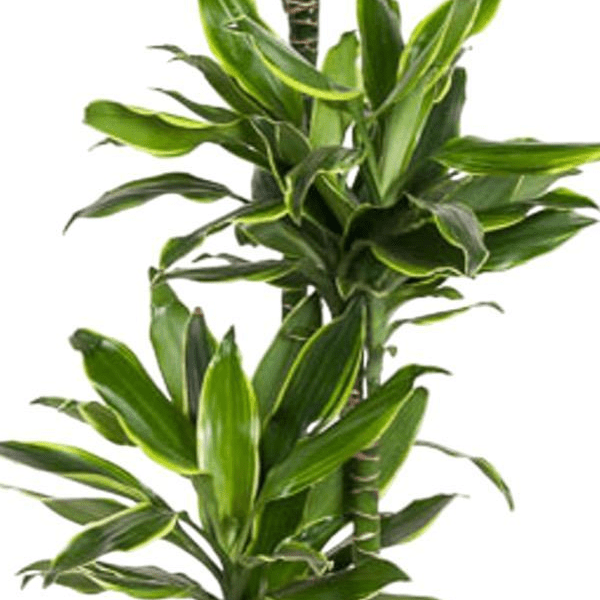 Dracaena Golden Coast | XL 2 - LushLeaf | Online planten bestellen