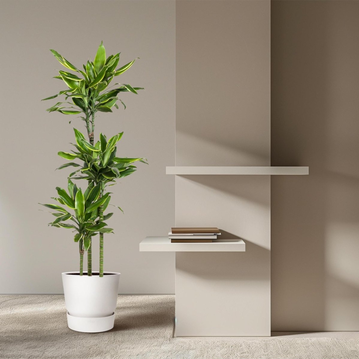 Dracaena Golden Coast | XL 3 - LushLeaf | Online planten bestellen