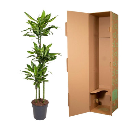 Dracaena Golden Coast | XL 5 - LushLeaf | Online planten bestellen