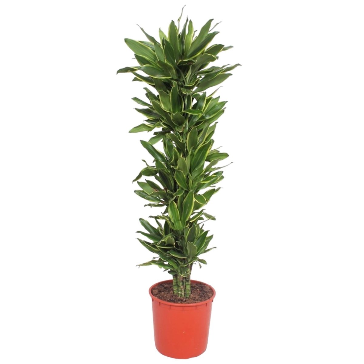 Dracaena Golden Coast | XL 7 - LushLeaf | Online planten bestellen