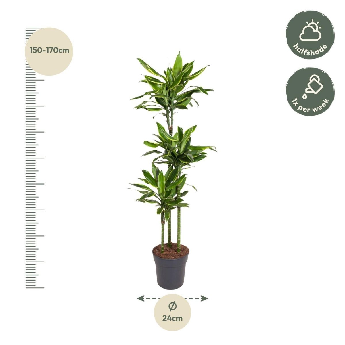 Dracaena Golden Coast | XL 4 - LushLeaf | Online planten bestellen