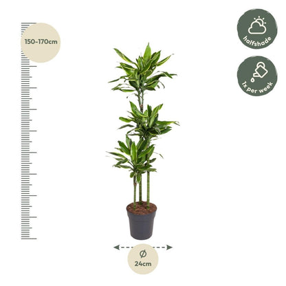 Dracaena Golden Coast | XL 4 - LushLeaf | Online planten bestellen