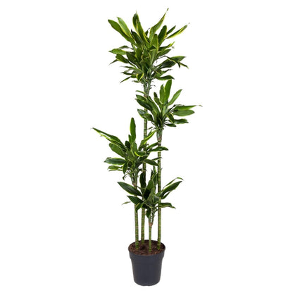 Dracaena Golden Coast | XL 6 - LushLeaf | Online planten bestellen