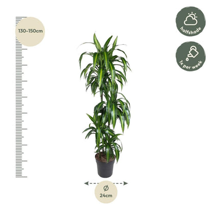 Dracaena Hawaiiana 4 - LushLeaf | Online planten bestellen