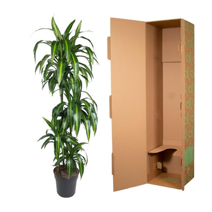 Dracaena Hawaiiana 5 - LushLeaf | Online planten bestellen
