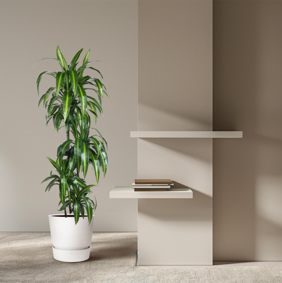 Dracaena Hawaiiana 3 - LushLeaf | Online planten bestellen