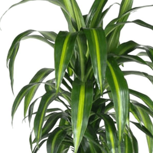 Dracaena Hawaiiana 2 - LushLeaf | Online planten bestellen