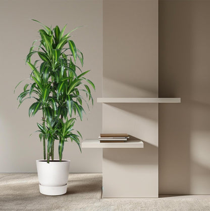 Dracaena Hawaiiana Carrousel 3 - LushLeaf | Online planten bestellen