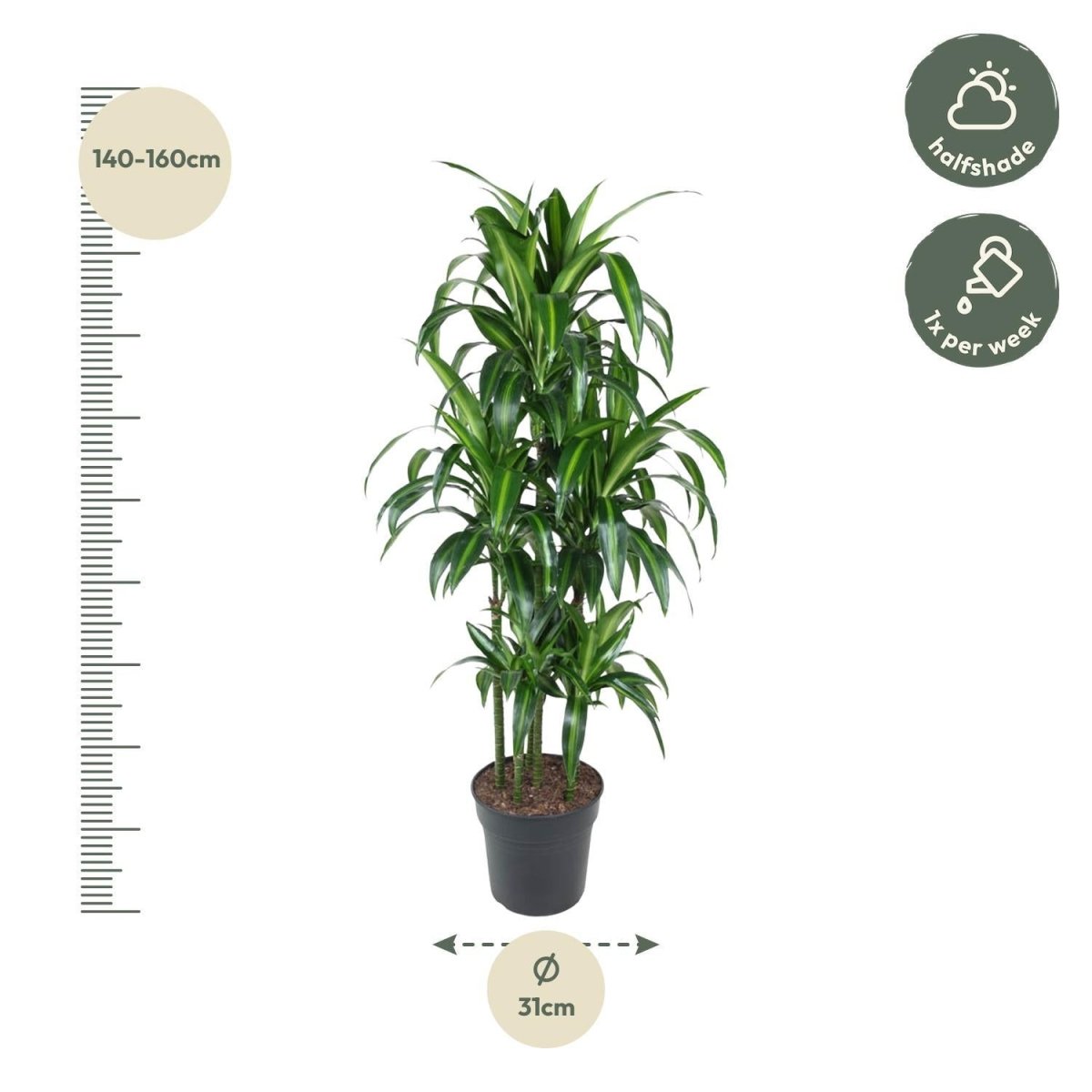 Dracaena Hawaiiana Carrousel 4 - LushLeaf | Online planten bestellen