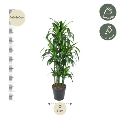 Dracaena Hawaiiana Carrousel 4 - LushLeaf | Online planten bestellen