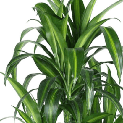 Dracaena Hawaiiana Carrousel 2 - LushLeaf | Online planten bestellen