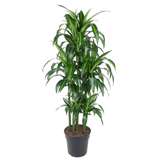 Dracaena Hawaiiana Carrousel 1 - LushLeaf | Online planten bestellen