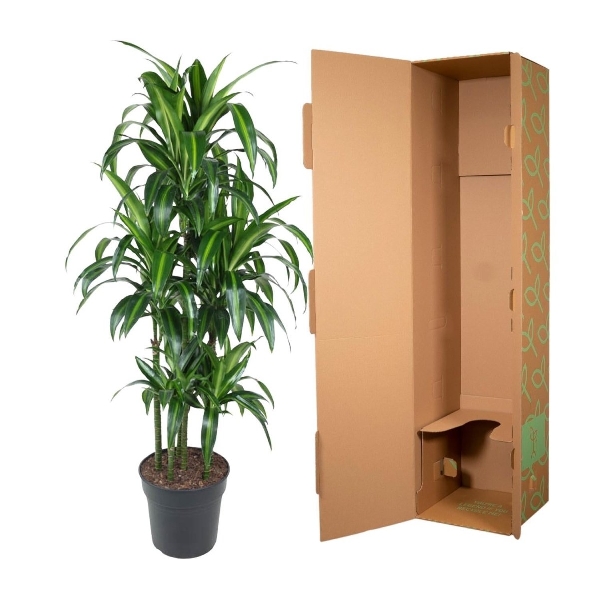 Dracaena Hawaiiana Carrousel 5 - LushLeaf | Online planten bestellen