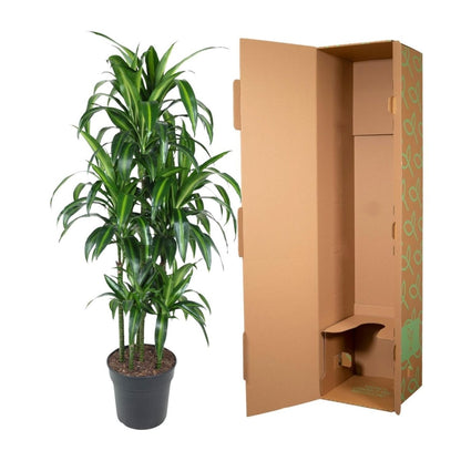 Dracaena Hawaiiana Carrousel 5 - LushLeaf | Online planten bestellen
