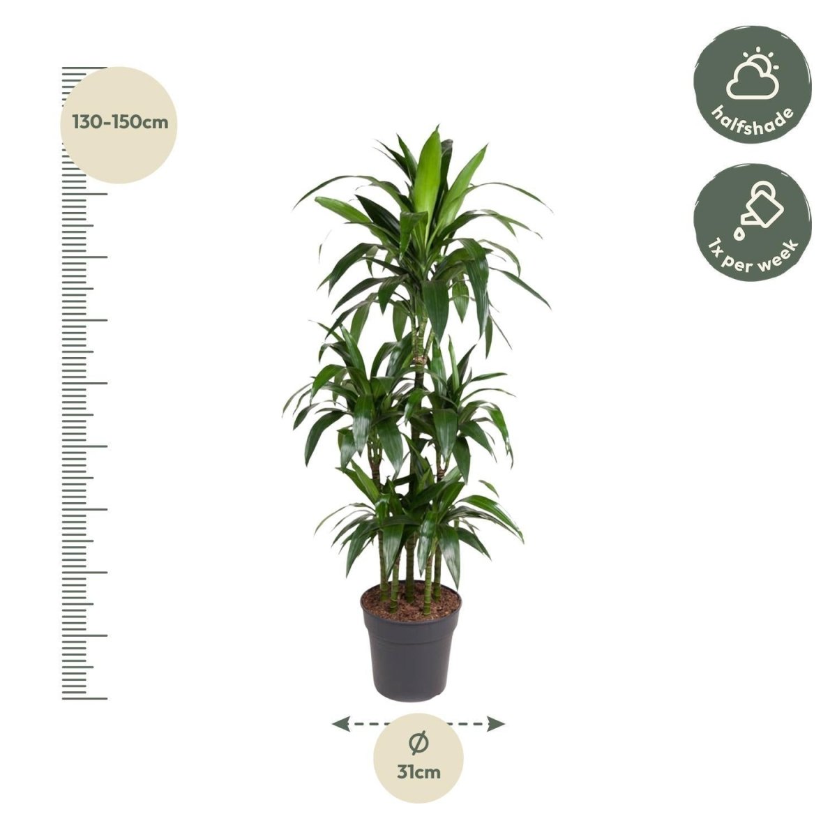 Dracaena Janet Craig Carrousel 4 - LushLeaf | Online planten bestellen
