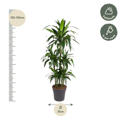 Dracaena Janet Craig Carrousel 4 - LushLeaf | Online planten bestellen