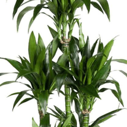 Dracaena Janet Craig Carrousel 2 - LushLeaf | Online planten bestellen