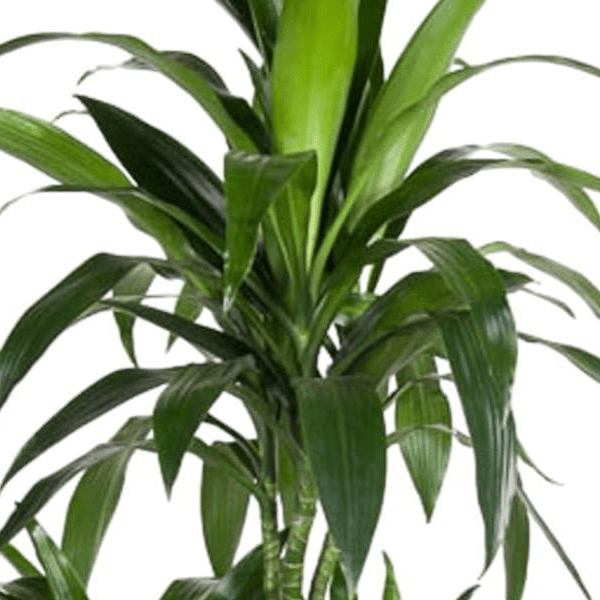 Dracaena Janet Craig Carrousel 2 - LushLeaf | Online planten bestellen
