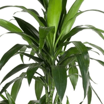 Dracaena Janet Craig Carrousel 2 - LushLeaf | Online planten bestellen