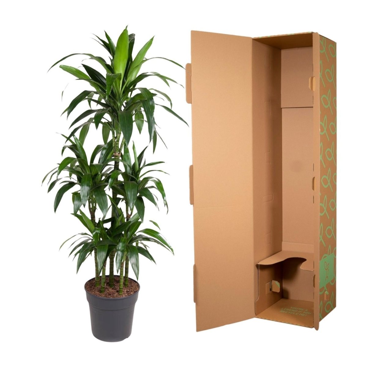 Dracaena Janet Craig Carrousel 5 - LushLeaf | Online planten bestellen