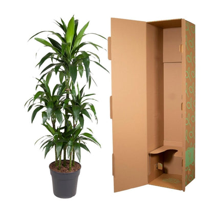 Dracaena Janet Craig Carrousel 5 - LushLeaf | Online planten bestellen