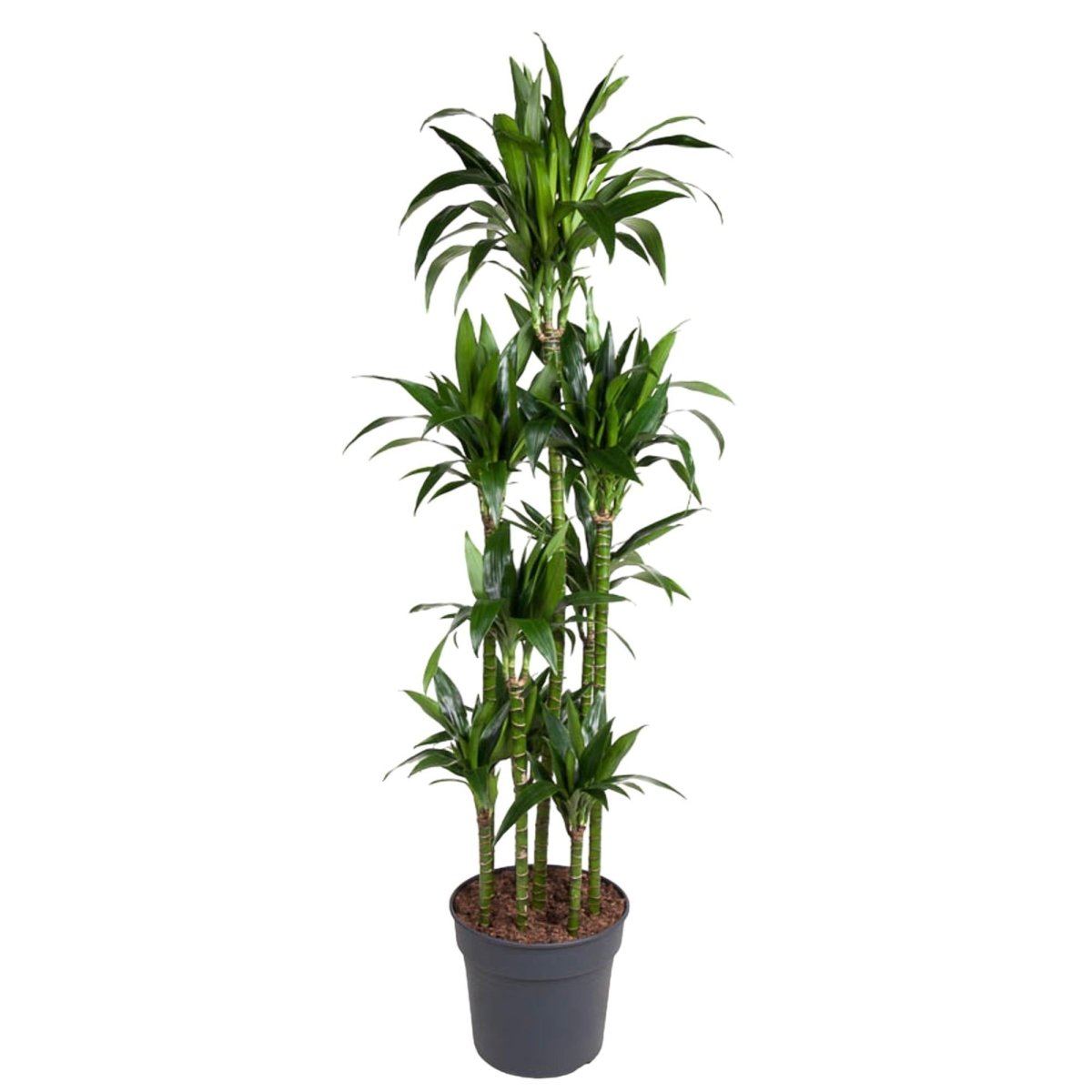 Dracaena Janet Craig Carrousel 1 - LushLeaf | Online planten bestellen