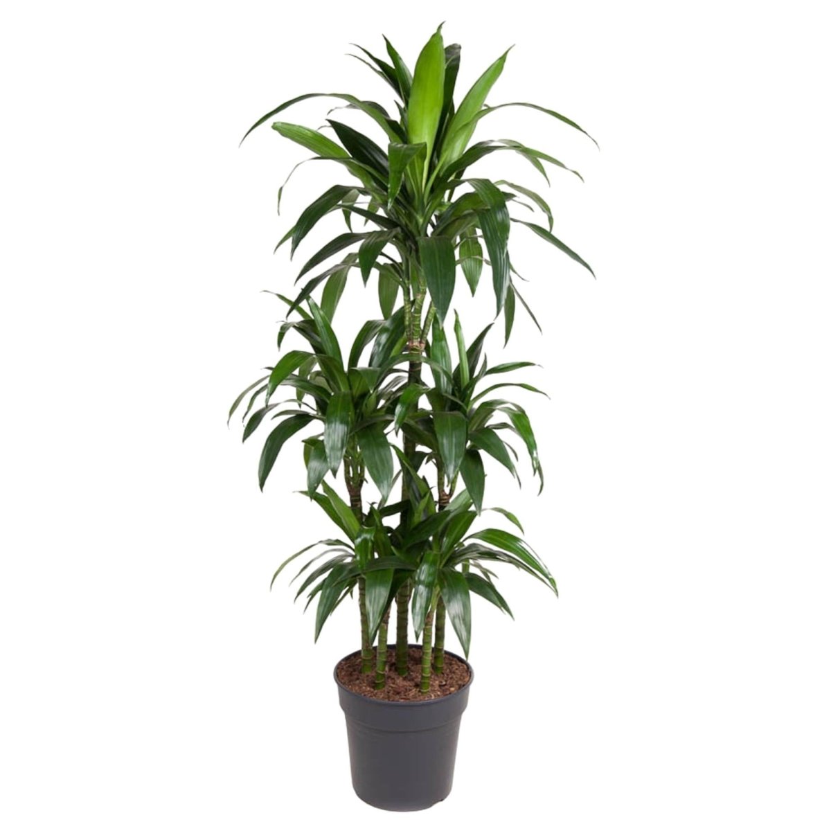 Dracaena Janet Craig Carrousel 1 - LushLeaf | Online planten bestellen