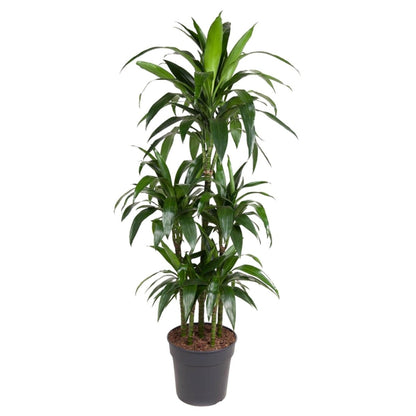 Dracaena Janet Craig Carrousel 1 - LushLeaf | Online planten bestellen