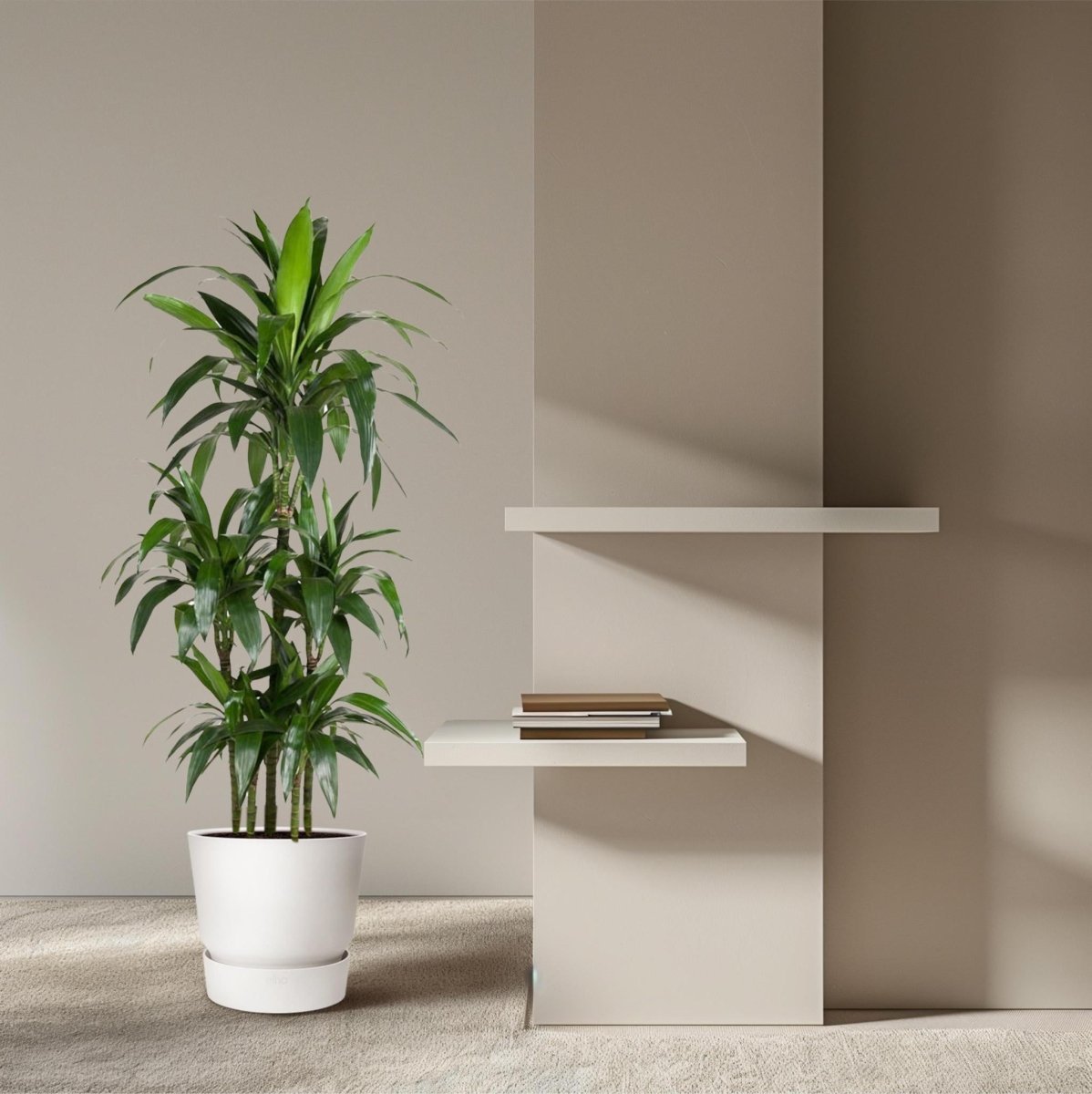 Dracaena Janet Craig Carrousel 3 - LushLeaf | Online planten bestellen