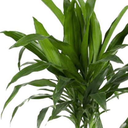 Dracaena Janet Craig | XL 2 - LushLeaf | Online planten bestellen