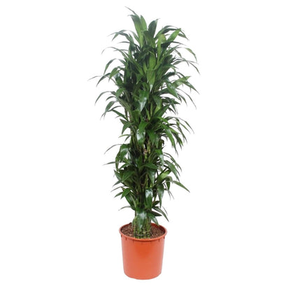 Dracaena Janet Craig | XL 6 - LushLeaf | Online planten bestellen