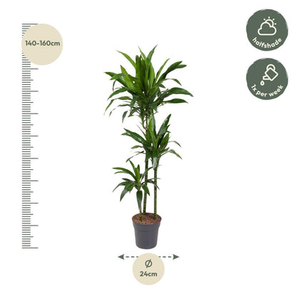 Dracaena Janet Craig | XL 4 - LushLeaf | Online planten bestellen